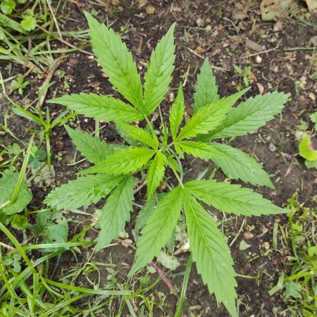 Late Summer Limited Edition Gelato Auto