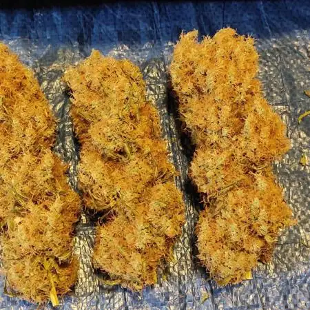 Strawberry Durban Nebula