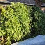 Chemdawg Summer 2025