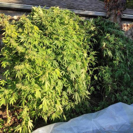 Chemdawg Summer 2025