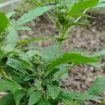 Strawberry Haze Auto Summer 2025