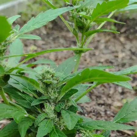 Strawberry Haze Auto Summer 2025