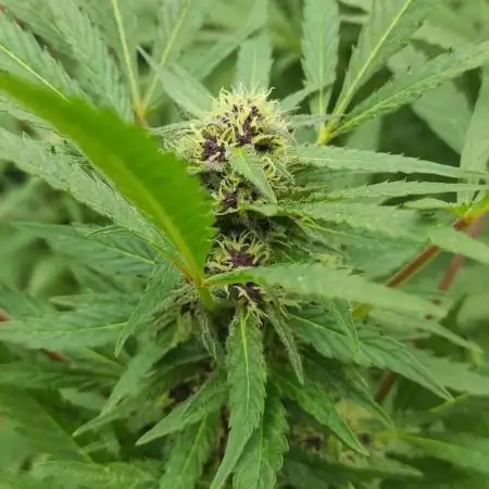 Chemdawg Summer 2025