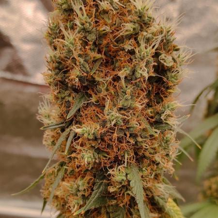 Strawberry Durban Nebula