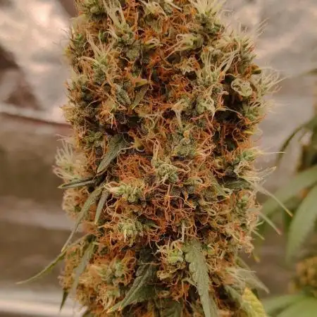 Strawberry Durban Nebula