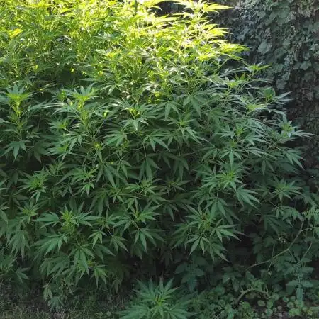 Chemdawg Summer 2025