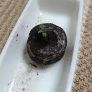 Late Summer Limited Edition Gelato Auto