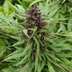 Chemdawg Summer 2025