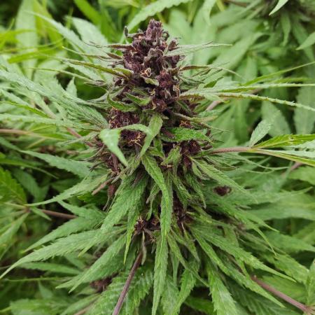 Chemdawg Summer 2025