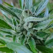 Late Summer Limited Edition Gelato Auto