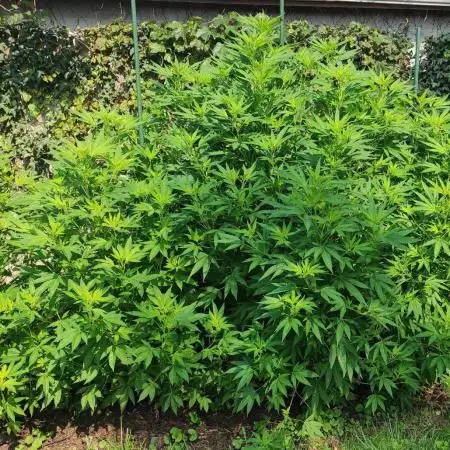 Chemdawg Summer 2025