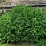 Chemdawg Summer 2025