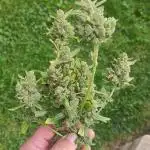 Strawberry Haze Auto Summer 2025