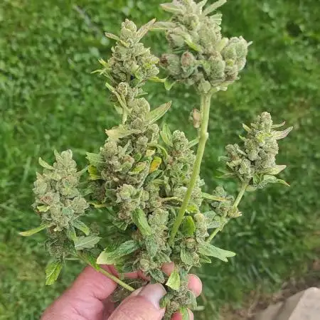 Strawberry Haze Auto Summer 2025