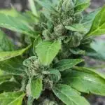 Strawberry Haze Auto Summer 2025