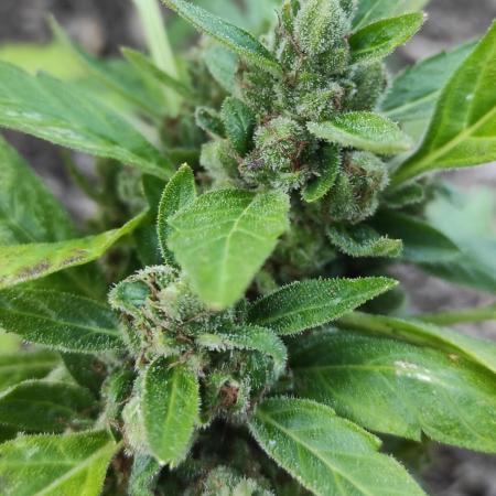 Strawberry Haze Auto Summer 2025