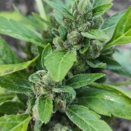 Strawberry Haze Auto Summer 2025