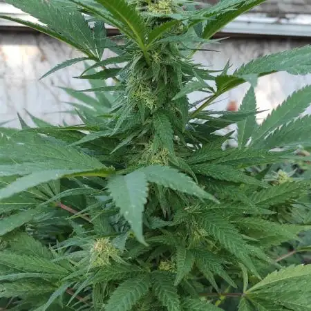 Chemdawg Summer 2025
