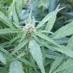 Chemdawg Summer 2025
