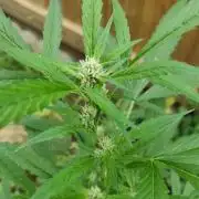 Late Summer Limited Edition Gelato Auto