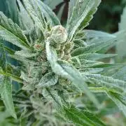 Late Summer Limited Edition Gelato Auto