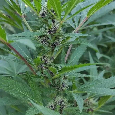 Chemdawg Summer 2025