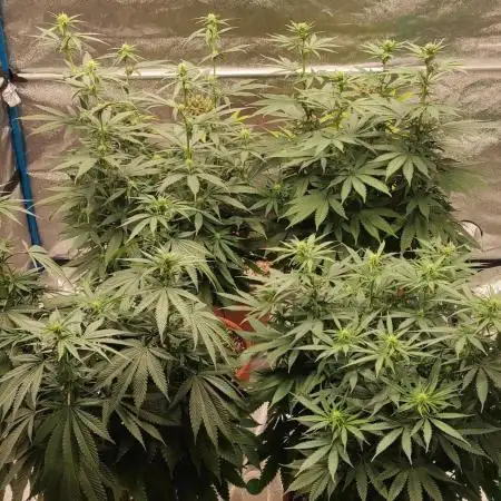 Strawberry Durban Nebula