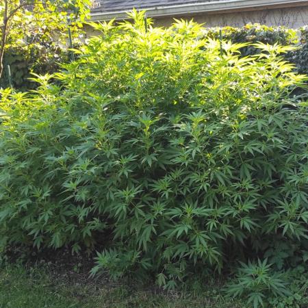 Chemdawg Summer 2025
