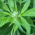 Chemdawg Summer 2025