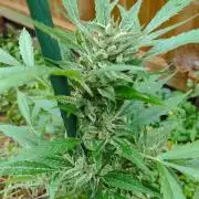 Late Summer Limited Edition Gelato Auto