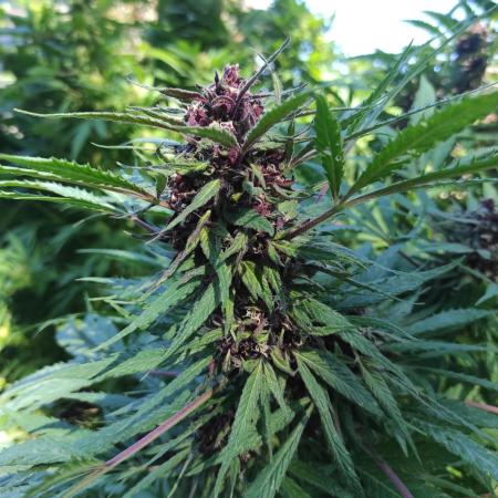 Chemdawg Summer 2025
