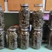 Chemdawg Summer 2025