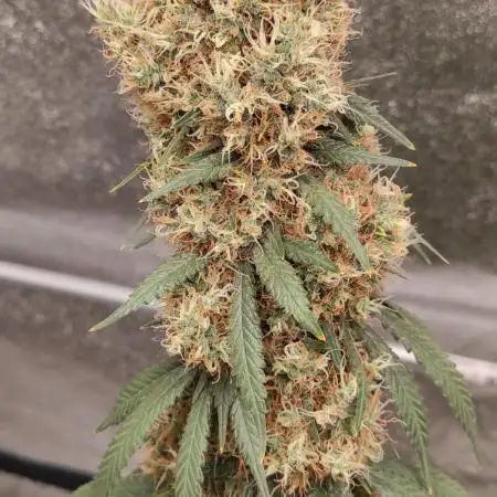 Strawberry Durban Nebula