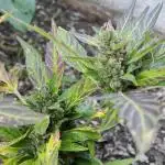 Strawberry Haze Auto Summer 2025