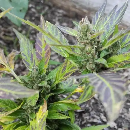 Strawberry Haze Auto Summer 2025