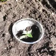 Late Summer Limited Edition Gelato Auto