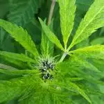 Chemdawg Summer 2025