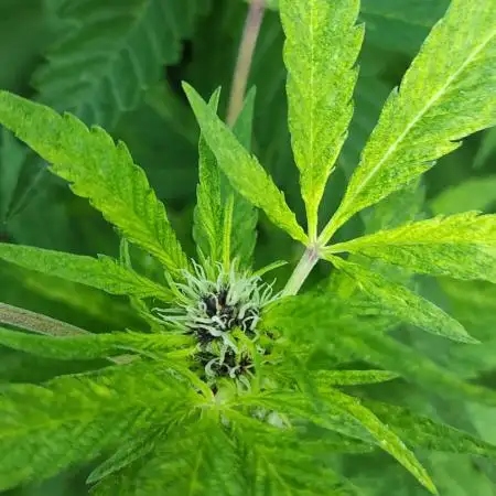 Chemdawg Summer 2025