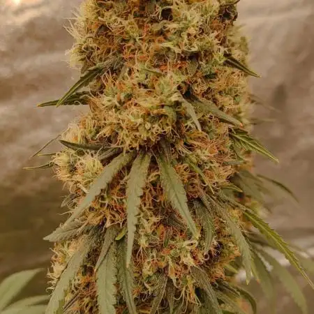 Strawberry Durban Nebula