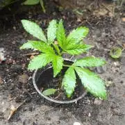 Late Summer Limited Edition Gelato Auto