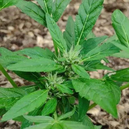Strawberry Haze Auto Summer 2025