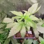 Bruce Banner #3