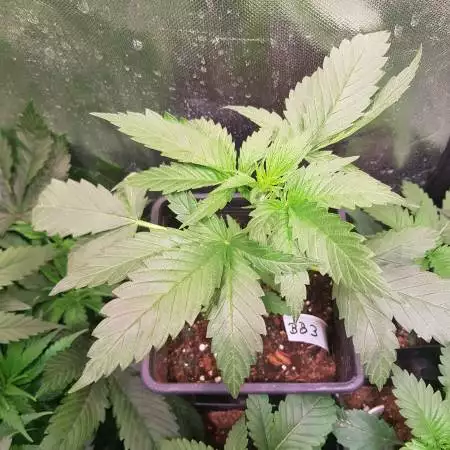 Bruce Banner #3