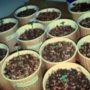 Blue Gellato 41 X White Widow X Big bang