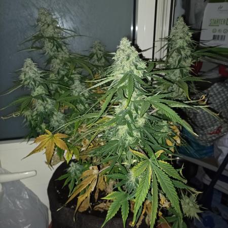 Pineapple Express F1 Auto