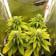 4 Mikromachine Auto Unbeliveble micro growbox Masterseeds!!