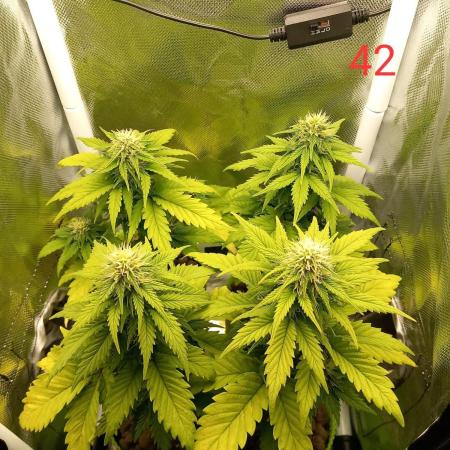 4 Mikromachine Auto Unbeliveble micro growbox Masterseeds!!