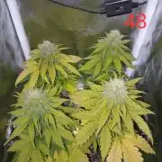 4 Mikromachine Auto Unbeliveble micro growbox Masterseeds!!