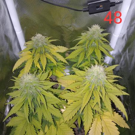 4 Mikromachine Auto Unbeliveble micro growbox Masterseeds!!
