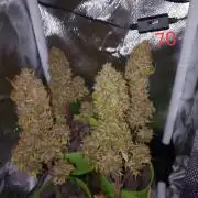 4 Mikromachine Auto Unbeliveble micro growbox Masterseeds!!